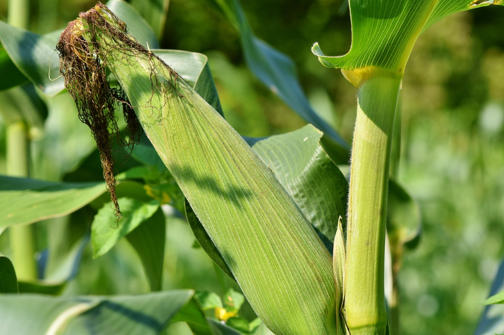 Maïs telen, verzorgen en oogsten in de tui