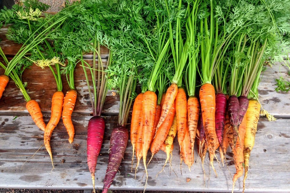 Vijf interessante feitjes over wortel